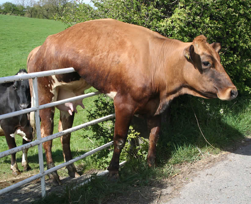 Cow stuck on fence