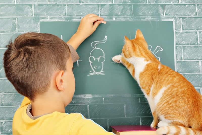 cat and boy drawing on blackboard